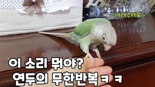 이소리 뭐야? 연두의 무한반복ㅋㅋ#코뉴어앵무새#conu…