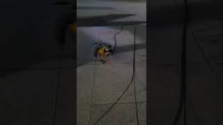 잣 먹으러 뛰어오는 루카 #animal #birds #동물 #parrot #앵무새 #청금강