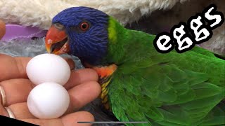 ❤️AUS parrot lay eggs, 앵무새 알낳기, Singing puppy, dog 노래하는 강아지, 개
