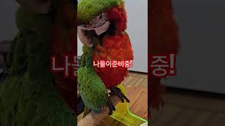 영종도 #캠핑장 #앵무새망고#족장빌리지 미니캠핑장 #봄나들이준비중인 앵무새