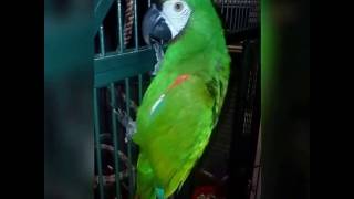 Severe Macaw Kiwi says HI