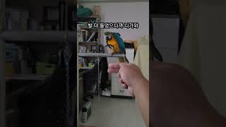 루카 호출해보기 #shorts #청금강