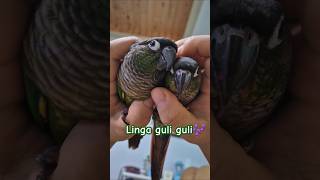 코뉴어앵무새#하랑이#하봉이#하봉이#parrot#cute…