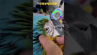 머리긁어줘서 기분좋은 청금강앵무새 루카
