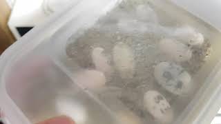 퇴근하고 온집에 메추리가 나와있고 앵무새 똥이 깔려있고…