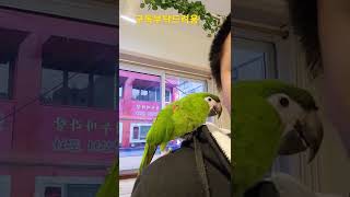 뽀뽀하는 한스마카우 #shorts