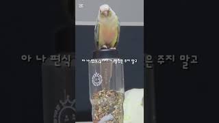 ㅑ 밥 달라니까? #반려동물 #앵무새 #코뉴어앵무새