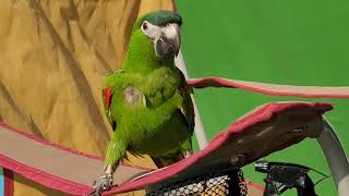 공서연.한스마카우.뽀미.자해.치료.2021.4.22