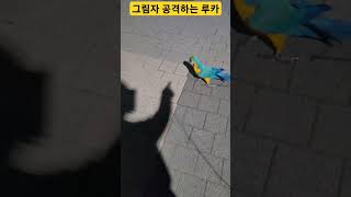 그림자 공격하는 루카 #animal #parrot #birds #마카우 #animals #앵무새 #청금강 #macaw