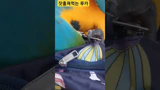 잣 훔쳐먹는 루카 #macaw #청금강 #청금강앵무새 #앵무새 #parrot #동물 #animal
