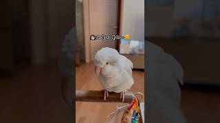 루틴을 외워버린 앵무새 다올이 #퀘이커앵무새 #러블리다…