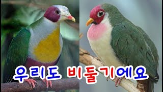 앵무새만큼 이쁘고 화려한 비둘기들에 대해서 [신비한조류…