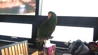 앵무새 부리교정 앙악수술