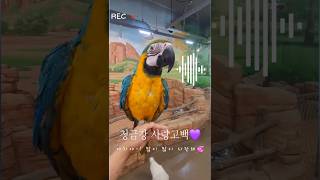 #야차 #사랑고백 #청금강앵무새 #zoo #쥬벅스 #일…