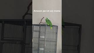 Amazon parrot #mama #animals