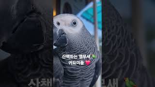 날씨좋아 산책나온 앵무새들  #parrot #앵무새 #birds #greyparrots #회색앵무 #반려동물 #코뉴어앵무새 #conureparrot
