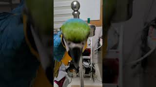 깜놀주의 #shorts #청금강