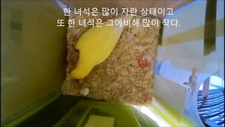 모란앵무새 골든체리 알통 들여다보기 2 (Parrot …