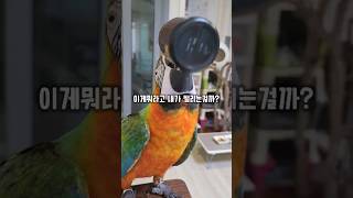 통 안에 들어있는 잣 하나 먹겠다고 잔머리 굴리는 앵무새 #왕크왕귀 #할리퀸마카우마르코 #똑똑해