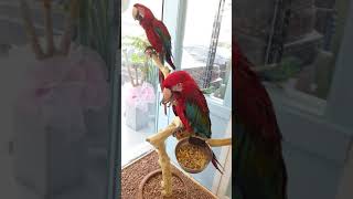 진영 앵무새 마을 앵무새 카페 홍금강 앵무새 두마리 식사중 입니다