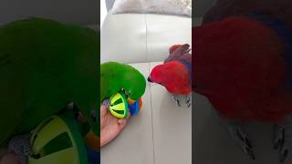 뚜비와 놀고 싶었던 차차 | 같이 놀자..!      …