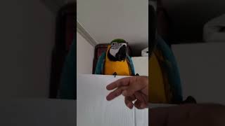 문에서 내려오기 싫은 루카1 #shorts #청금강