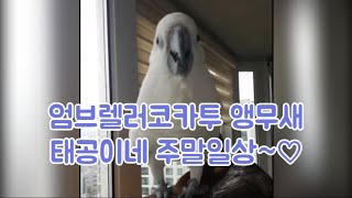 앵무새들의 주말 일상