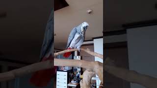 회색앵무 식사중