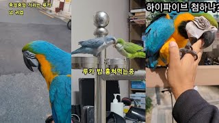 청금강앵무새 루카 (제목없음..)