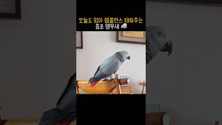 지나가던 구급차도 유턴시킬 수 있는 앵무새 #김루이