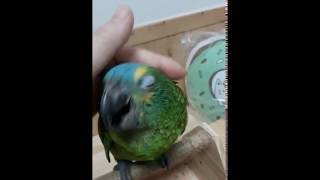 청모자 아마존 앵무새 터치하기 만지기