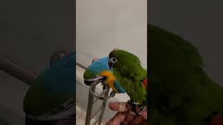 청금강 망고 한스마카우 까꿍이 #shorts