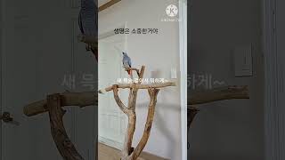 앵무새ㅡ순돌아 생명은 소중한거야