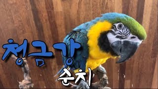 앵무새 입질 교정 및 순치 교육 방법!(청금강)