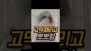 퀘이커앵무새 꽁지 소음,,뽀뽀,,,