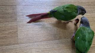 포도 먹는 까순이와 까칠이 앵무새(그린칙 옐로우사이드 코뉴어)