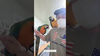 청금강 앵무새가 남자만 좋아하는 이유