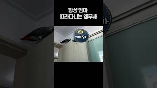 항상 엄마 따라다니는 앵무새  회색앵무 잠바