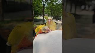 적응력 최고!!  첫 산책                 #분양 #앵무새 #이유조 #문칙코뉴어 #썬칙코뉴어