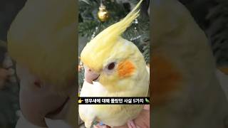  앵무새에 대해 몰랐던 사실 5가지 