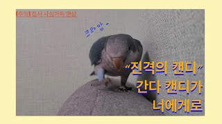 -사심채우기- 퀘이커 앵무새, 아기공룡캔디 성큼박력 걸음마