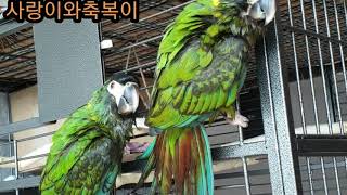 앵무새 목욕하기~^^♡