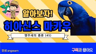 히아신스 마카우 (유리금강앵무)