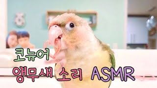 parrot sound&nosie_conure 앵무새 소리 (코뉴어/말하는 앵무)