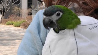 꽁패.앵무새.한스마카우.뽀미.한나.자해방지.2022.3…