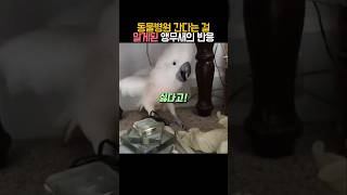 동물병원 간다는 걸 알게된 앵무새의 반응 #동물 #앵무새 #유머