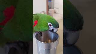 한스마카우앵무새 사랑이