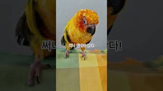 써니야 힘내서 화이팅!  #썬코뉴어 #parrot #앵무새 #힘내자  #cheer up #화이팅 #you can do it! #써니