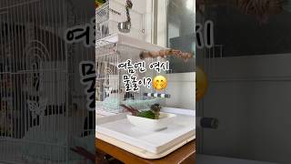 물놀이는 즐거워 첨벙첨벙 라랄라#코뉴어#코뉴어앵무새#물놀이#첨벙첨벙#시원해#parrot