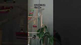 말하는 앵이, 퀘이커 앵무새  &quot;청이&quot…